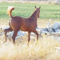 کره ماده فقط باید ببینی