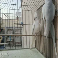 عروس هلندی البینو