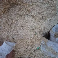 کاه گندم ریز دیمی