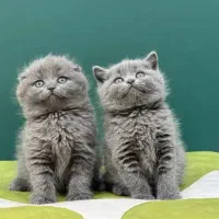 گربه اسکاتیش بلو