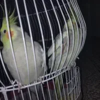 عروس هلندی سالم و سلامت با قفس|پرنده|محمدشهر, شهرک پیام (مهرالبرز)|دیوار