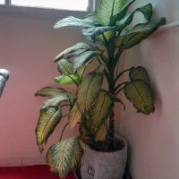 گل دیفن