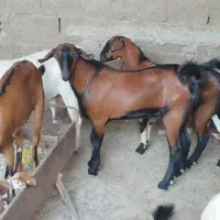 فروش کهره و بره