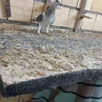 سرک سیاه و کوهی|پرنده|شیراز, شهرک گلها|دیوار