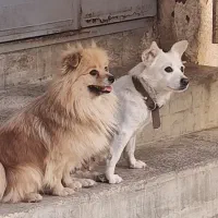 اشپیتز سفید * واگذار به شخصی دلسوز و مهربان