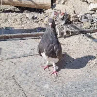 ماده شهری سرکه ای عتیقه|پرنده|شیراز, بازار|دیوار