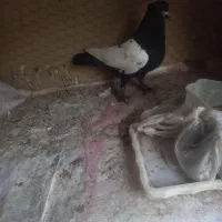 رنگی پلاکی اصل|پرنده|قم, انسجام|دیوار