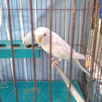 مرغ‌عشق|پرنده|شیراز, شهرک مدرس|دیوار