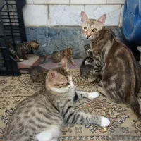 واگذاری گربه