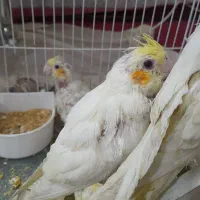 عروس هلندی لوتینو