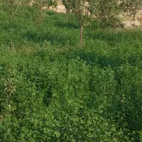فروش یونچه تازه|عمده‌فروشی|عجب شیر, |دیوار