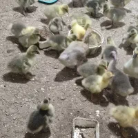 جوجه غاز محلی و اکراینی