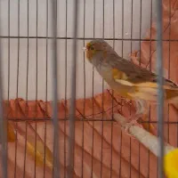 قناری|پرنده|مشکیندشت, |دیوار