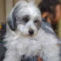 سگ شیتزو تریر ماده باهوش|سگ|لالجین, |دیوار