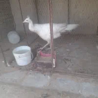 طاووس  سفید ماده|پرنده|تهران, خلازیر|دیوار