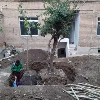 جابجایی درخت فروش نهال و درخت مثمر و غیر مثمر