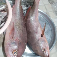 ماهی|ماهی|برازجان, |دیوار