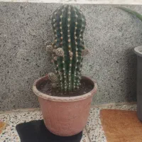 گل طبیعی|گل و گیاه طبیعی|شیراز, گویم|دیوار