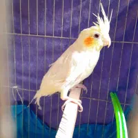 مفت عروس معامله ای