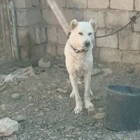 واگذاری سگ خراسانی