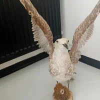 دکوری برا مغازه