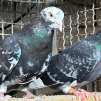 کبوتر پرشی اس|پرنده|قائم‌شهر, |دیوار
