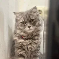 بهترین قیمت پیشنهادی واگذار خواهد شد|گربه|اصفهان, باغ دریاچه|دیوار