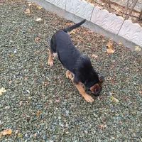 توله ژرمن چهارماهه شناسنامه دار|سگ|کرمانشاه, |دیوار