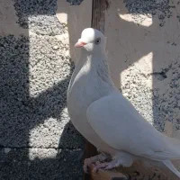 ماده طوقی|پرنده|جهرم, |دیوار