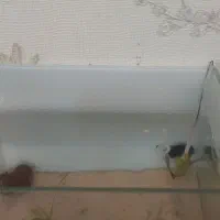 ماهی و اکواریم شیشه خم|ماهی|زاهدان, |دیوار