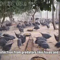 خروس محلی و مرغ تخم گذار