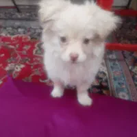 سگ پامرخرسی|سگ|کرمانشاه, |دیوار