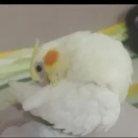 جوجه عروس هلندی