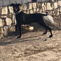 گریت دین ۲ ساله