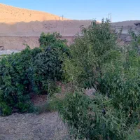 فروش زمین و باغ|فروش زمین و ملک کلنگی|سراب میمه, |دیوار