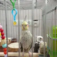 یک جفت عروس هلندی سخن گو