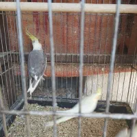 عروس هلندی