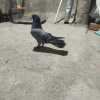 سلام دوجفت کبوتر پر