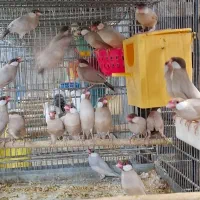 فنج نرگسی جوجه سرلاکی  بالغ جفت