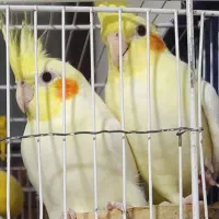 عروس هلندی لوتینو|پرنده|ساری, |دیوار