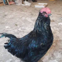 مرغ و خروس