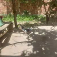 کفتر شیرازی