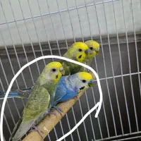 جفت مرغ عشق رنگین کمانی رینبو