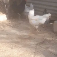 تخم مرغ نطفه دار از مرغ گلین و طوسی وسیاه