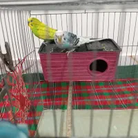 مرغ عشق جوان با هم چیزه در خدمتم حتی غذاش و قفس