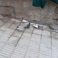 کبوتر|پرنده|فسا, |دیوار