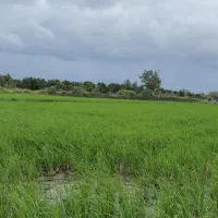 1000مترزمین-کشاورزی-قیمت-کل-1200م-ساییچ-محله