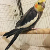 عروس هلندی نر آهویی رام و سخنگو|پرنده|ساری, |دیوار