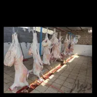 بازار دام ، گوسفند قلم آبی وپلاک سلامت دار|حیوانات مزرعه|مشهد, وکیل‌آباد|دیوار