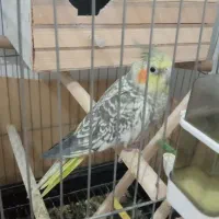 عروسی هلندی